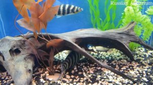 Leporinus fasciatus Полосатый лепорин или ленточный лепорин