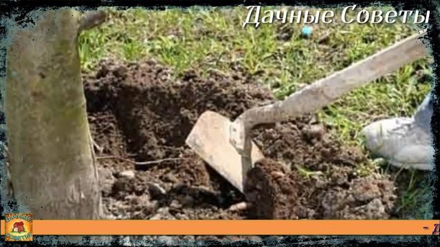 От ЭТОЙ подкормки ЯБЛОНИ будут ломиться от УРОЖАЯ Подкормите этим всего ОДИН раз в ПЯТЬ лет