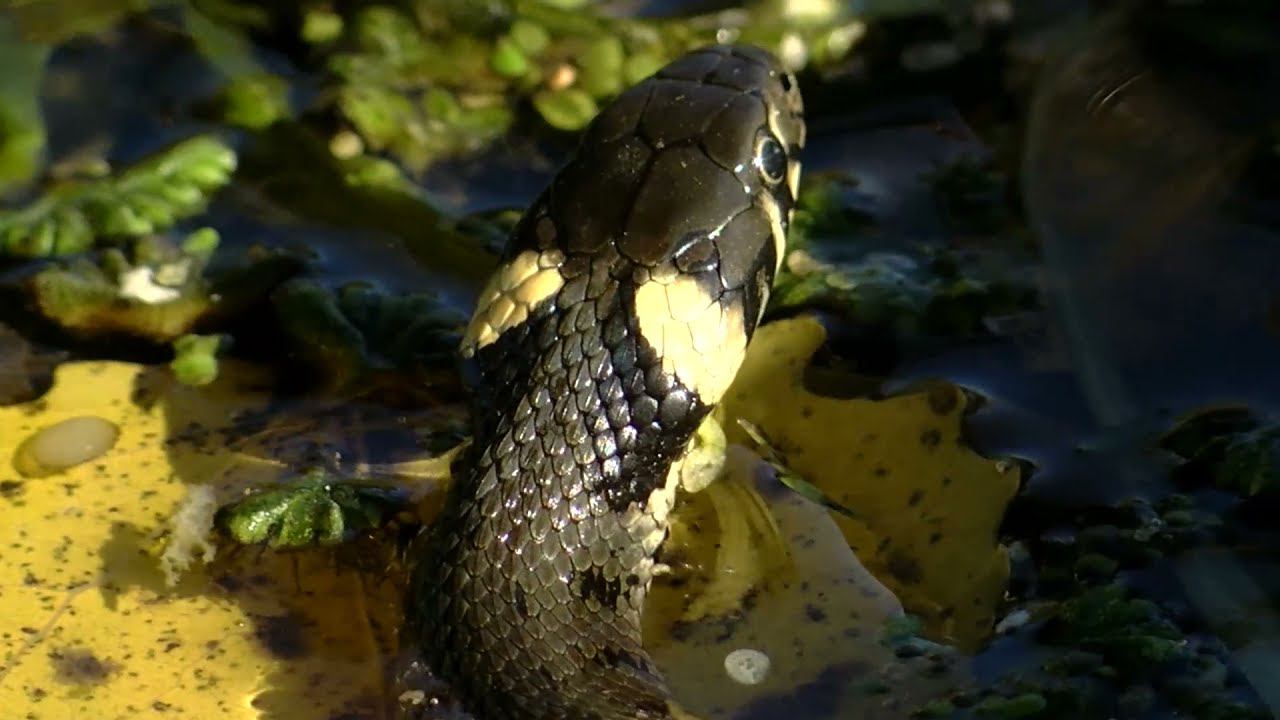 Ужик смотреть онлайн