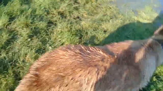 КУПАНИЕ СОБАК.СИНХРОННОЕ ПЛАВАНИЕ.ИГРЫ.