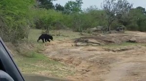 Шри Ланка, Национальный парк Яла, экскурсия на Шри Ланке