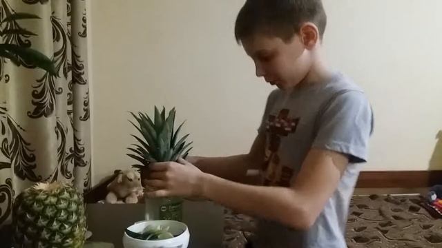 Как вырастить ананас смотреть онлайн