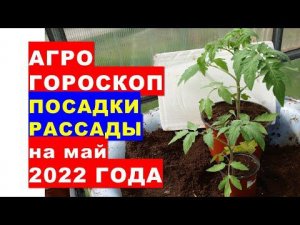 Агрогороскоп посадки рассады в теплице и в открытый грунт в мае 2022 года