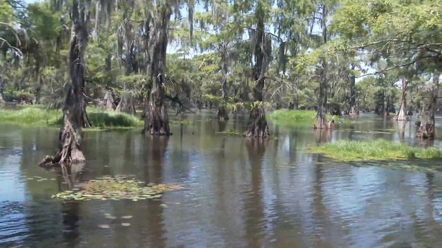 Caddo Lake 4K,  Озеро Каддо 4К