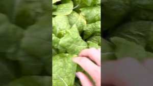 Пекинская капуста в Подмосковье в условиях холодной теплицы