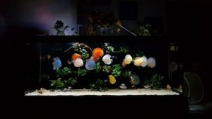 Аквариум с дискусами от Le Hoan