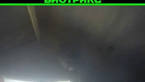 Уничтожение осиного гнезда