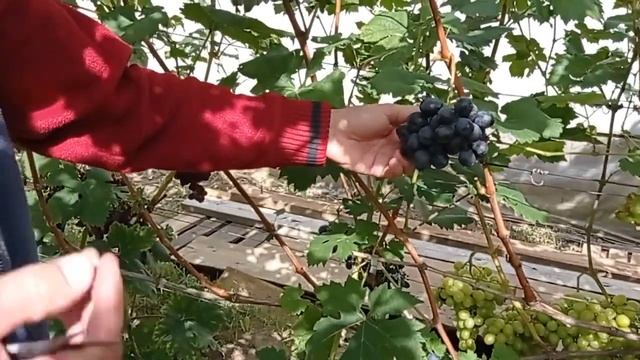 @Вкусная ягода, ДЕГУСТАЦИЯ Виноград Шарада UA смотреть онлайн