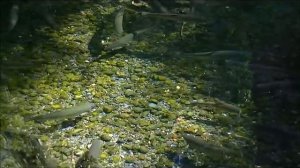 Fish Hatchery Rainbow trout Oregon HD video