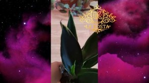 Сансевиерия Блэк Даймонд