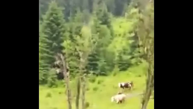 Dangerous Bear Attacks Cattle and People смотреть онлайн