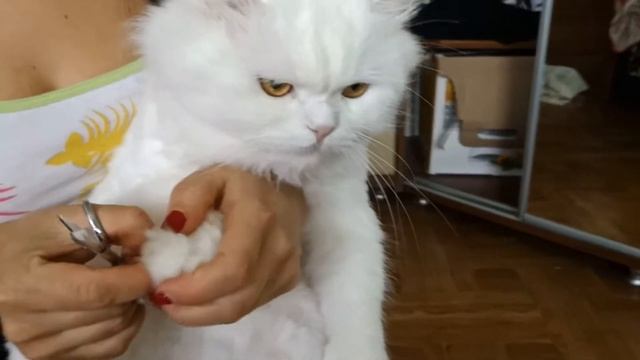 Стрижем когти коту！ смотреть онлайн
