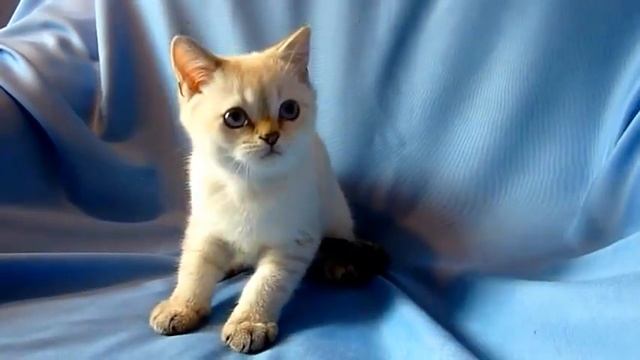 Британские котята золотого окраса
