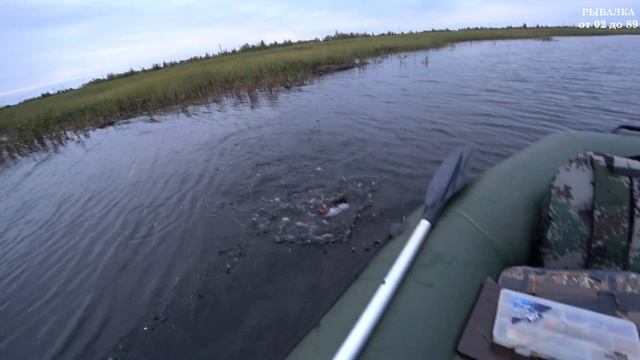 Прогулка по Ямальскому лесу за грибами, а также краткий отчет с рыбалки. смотреть онлайн