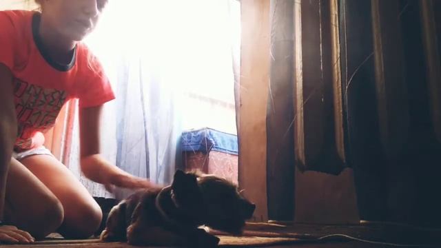 Как научить Йорка выполнять команды! смотреть онлайн