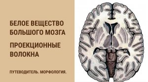 Белое вещество большого мозга. Проекционные волокна