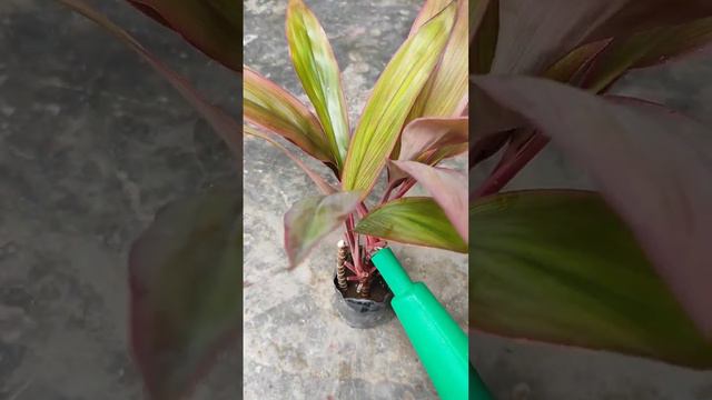 how to grow Dracaena Plant🌱#viralsorts