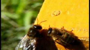 Пчёлки 21. Вентиляция улья.