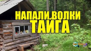 НАПАДЕНИЕ ВОЛКОВ | АТАКОВАЛИ - ЗАСТРЯЛИ В ЛЕСУ | ВОЛКИ СПАСЛИ ЧЕЛОВЕКА истории про волков и людей