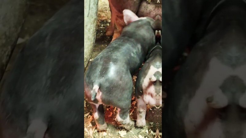 @million_on_pigs #pigs #деревня #хозяйство #лайк