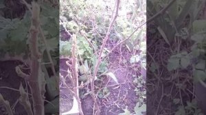 Инжир после зимовки в открытом грунте.Привет из Краснодара.????️