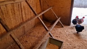как соединить взрослых кур и молодняк?