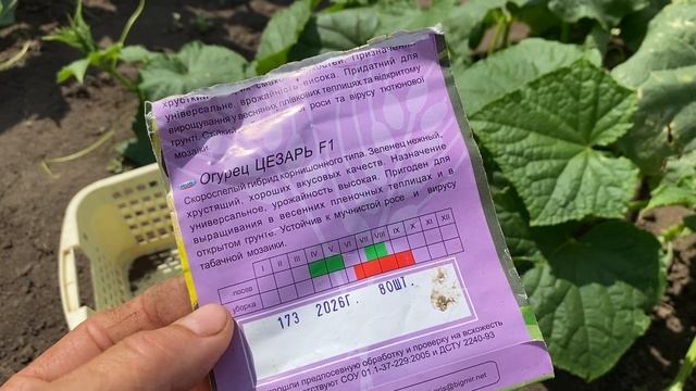 Огурцы ? подделка ни к чёрту не годные смотреть онлайн