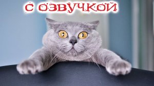 ПРИКОЛЫ С КОТАМИ! - С ОЗВУЧКОЙ! Самые смешные животные! СМЕШНЫЕ КОТЫ!