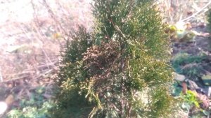 Туя заболела.Чем лечить Тую Брабант,Смарагд? Tui's disease