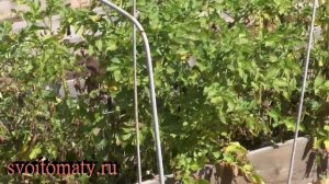 Один из способов выращивания картофеля в грядках. Результаты