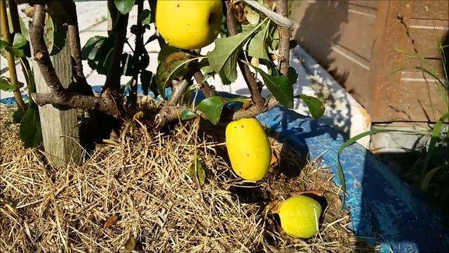 Дача в Подмосковье. 22 сентября, а осенью не пахнет. Всё растёт и цветёт! смотреть онлайн