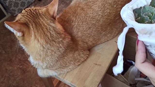 Распаковка посылки с хавортиями и эхевериями из магазина Cactus Garden смотреть онлайн