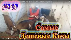 Самые дешевые козы на ютубе  ПОВЫШАЮ цены хватит бесплатно отдавать.....................