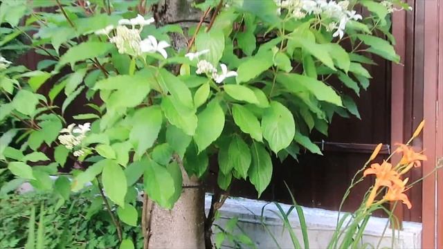 ОБЗОР МЕТЕЛЬЧАТОЙ ГОРТЕНЗИИ GREIT STAR - ВЕЛИКАЯ ЗВЕЗДА смотреть онлайн