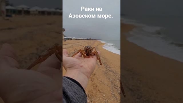 18 декабря 2023 год! Азовское море, где зимуют раки!? #голубицкая #пересыпь