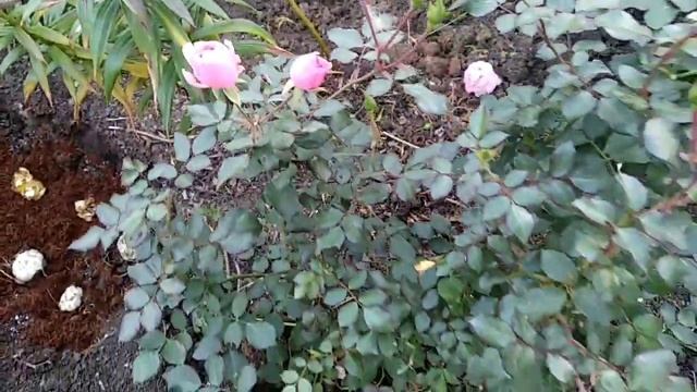 .Пересадка розы осенью смотреть онлайн