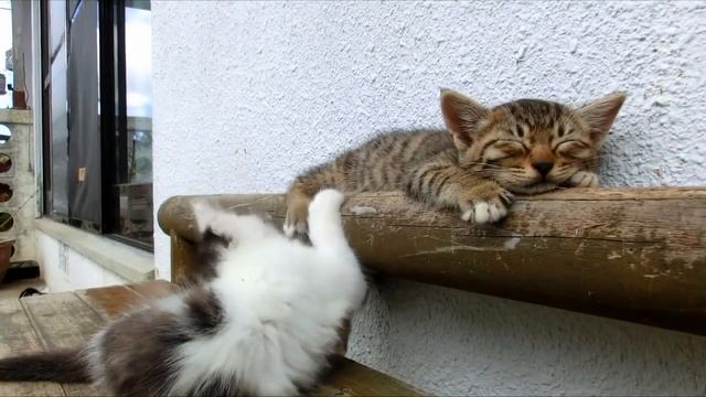 Смешные котята | funny kittens | Очень уж активный котенок смотреть онлайн