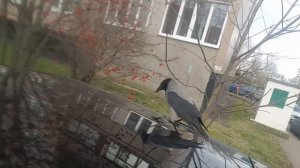 Прикольная Ворона проворная ворона хитрая ворона умная ворона Зеленоград