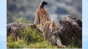 Животные Краснодарского края.