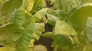 О пасынковании табака и обрезке цветоноса