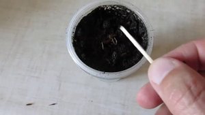 Выращивание платана из семян (1 часть)