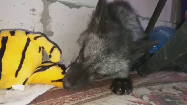 Лиса и яйцо.Лисёнок грызёт яйцо.Домашний лис.