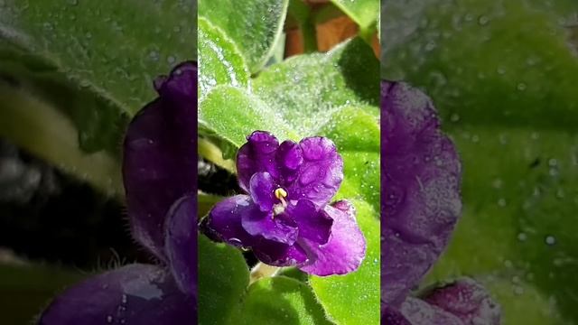 Music that brings peace. Lucien Shamballani. Collection of instrumental music. смотреть онлайн