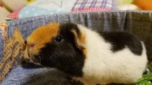 Знакомство морских свинок