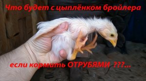 Что будет с цыпленком бройлера если кормить отрубями ___....mp4