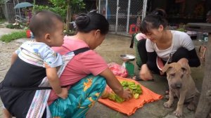 Harvesting star fruit go to the village market to sell, Green forest life, free bushcraft daily lif