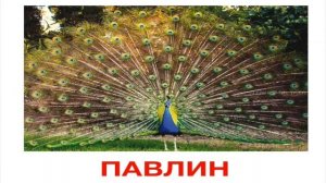 Энциклопедия для малышей. Изучаем птиц