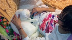 ПРО НАШЕГО БЕЛОГО КОТА (Порода ШОТЛАНДСКАЯ ВИСЛОУХАЯ)