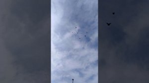 Средний икорец