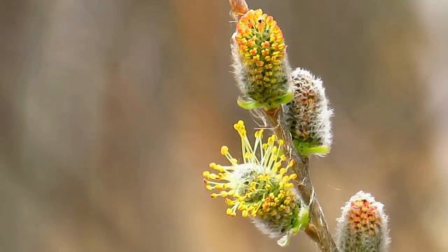 Весна в Макро .Май.2018 смотреть онлайн